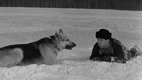 Обои к фильму «Ко мне, Мухтар! (1964)» — (12 из 18)