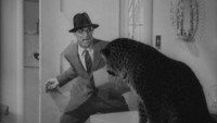 Обои к фильму «Воспитание Крошки (1938)» — (36 из 85)
