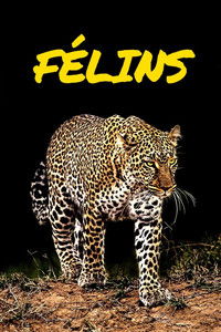 poster_Félins