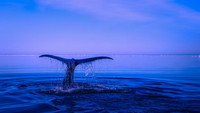 «Whale Patrol (2009)» — обои к фильму #1