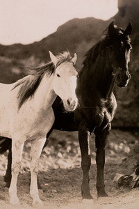Постер фильма «Дикая красота (1927)» — (1 из 2)