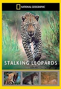 Stalking Leopards