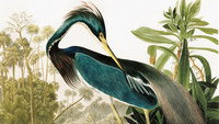 «Birds of America (2021)» — обои к фильму #1