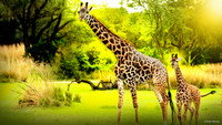 «Magic of Disney's Animal Kingdom (2020)» — обои к сериалу #5