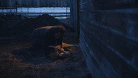 «As with Dogs (2023)» — обои к фильму #2