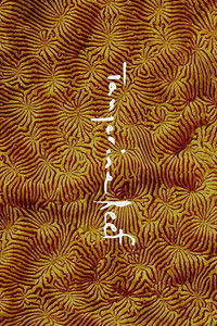 Imagem do Filme Tangerine Reef