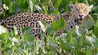 The Pantanal
