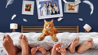 «Котострофа (2023)» — обои к сериалу #2