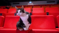 «Poeslief: een ode aan de kat (2020)» — обои к фильму #5
