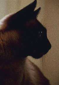 Постер фильма «The Perils of Priscilla (1969)» — (2 из 5)