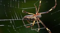 Wie baut eine Spinne ihr Netz?