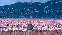 Flamingos