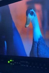 Prins Filip (duck)