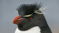 Albatros et gorfou, une fable australe