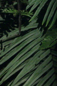 Batalhão