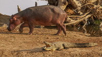 «Hippo vs Croc (2014)» — обои к фильму #7