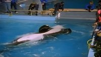 The Free Willy Story - Keiko's Journey Home