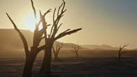 Обои к фильму «Terre, les forces du vivant (2025)» — (12 из 12)