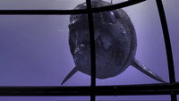 «BBC: Прогулки с морскими чудовищами (2003)» — обои к мультсериалу #4