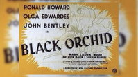 «Black Orchid (1953)» — обои к фильму #4