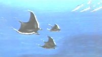Hampie - A Little Whale Discovers His World