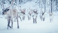 A Reindeer's Journey