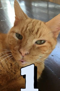 Imagem do Filme The Adventures of Murphy the Cat #1