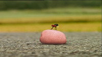 Chewing Gum