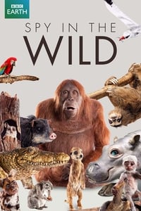 tv show poster Spy+in+the+Wild 2017