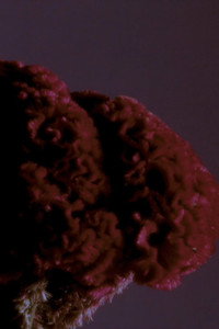 Language Unknown (2022) poster