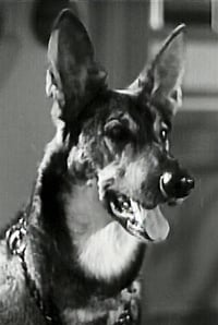 Friday the German Shepherd dog