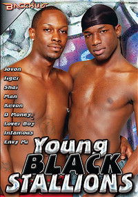 Young Black Stallions