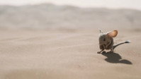 Обои к фильму «Дюна: Часть вторая (2024)» — (23 из 218)