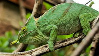 Komodo and Chameleon