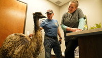 Big Bird, Big Problem