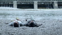 «Sunset (2017)» — обои к фильму #1
