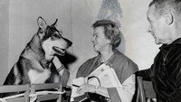 «The Littlest Hobo (1963-1965)» — обои к сериалу #2