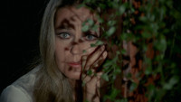 «Лисица с бархатным хвостом (1971)» — обои к фильму #8