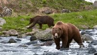 Kamchatka Bears. Life Begins