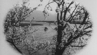 «Ты была подобна дикой хризантеме (1955)» — обои к фильму #1