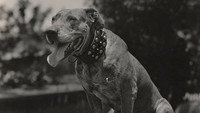 «A Dog Catcher's Love (1917)» — обои к фильму #1