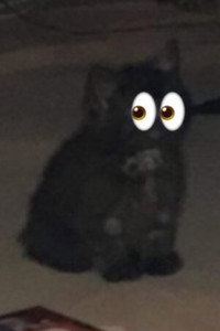 Sooty