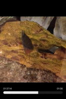 Imagem de Random Fish Leader