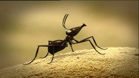 Infernal Anthill