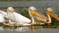Guardians of the River: Danube Floodplain Forests