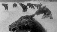 «Мой Виннипег (2007)» — обои к фильму #8