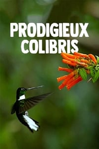 Prodigieux colibris (2010)