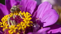 «Moving Art: Flowers (2014)» — обои к фильму #3