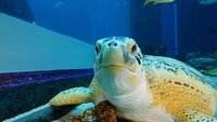 The Aquarium Season 1 Episode 1