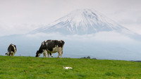 Mt. Fuji: Countryside Cats